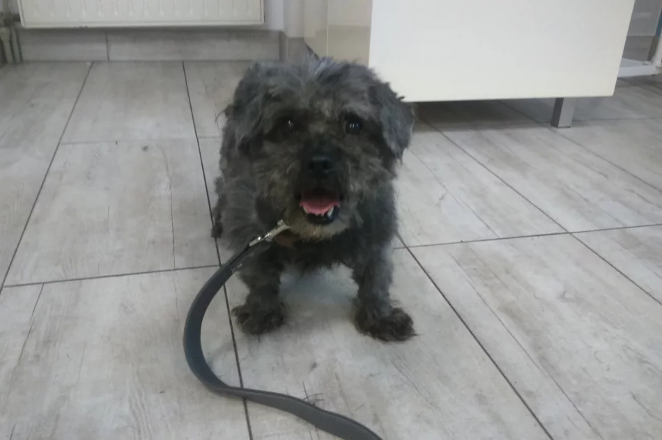 Właściciel „kuli dredów” odpowie za znęcanie się nad zwierzęciem - zdjęcie 9