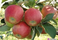 Odczują embargo: wielkie zbiory, duże straty - zdjęcie główne