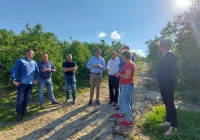 Sadownicy liczą straty, sięgają 80% tegorocznych plonów. Wizyta wojewody - zdjęcie główne