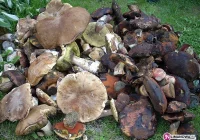 7 kg grzybów w 3 godziny - zdjęcie główne