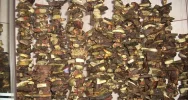 7 kg grzybów w 3 godziny - zdjęcie 2
