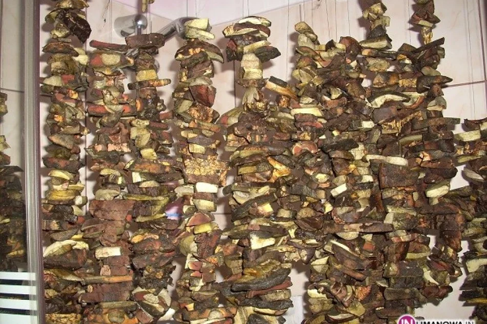 7 kg grzybów w 3 godziny - zdjęcie 2