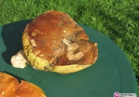 Wysyp i rekordowe grzyby w lasach - zdjęcie główne