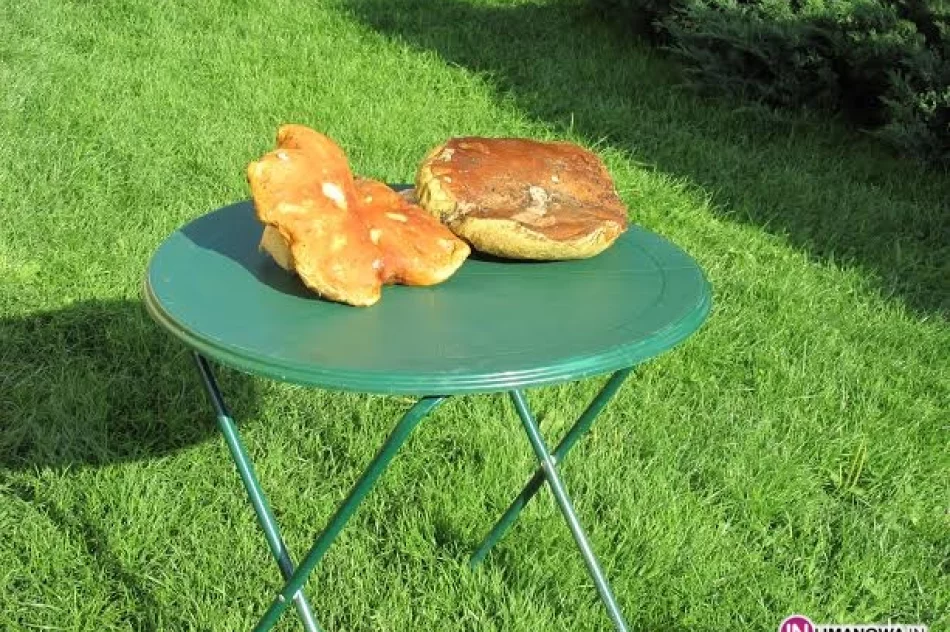 Wysyp i rekordowe grzyby w lasach - zdjęcie 2