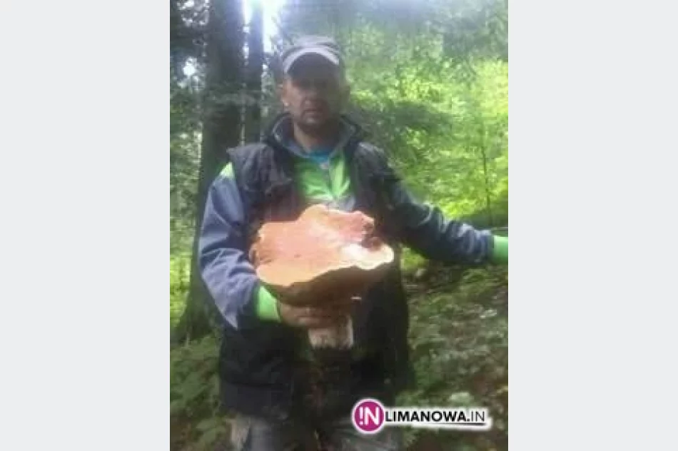 Wysyp i rekordowe grzyby w lasach - zdjęcie 3