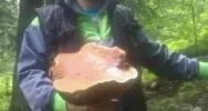 Wysyp i rekordowe grzyby w lasach - zdjęcie 3