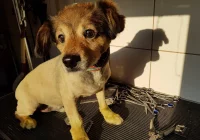 Szukamy właściciela lub opiekuna dla psa ! - zdjęcie główne