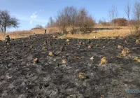 Nasila się problem pożarów lasów i nieużytków - zdjęcie główne