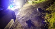 Motocyklista zderzył się z sarną - zdjęcie 3