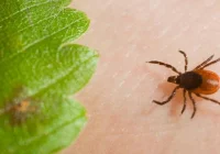 Co warto wiedzieć o diagnozowaniu boreliozy - zdjęcie główne