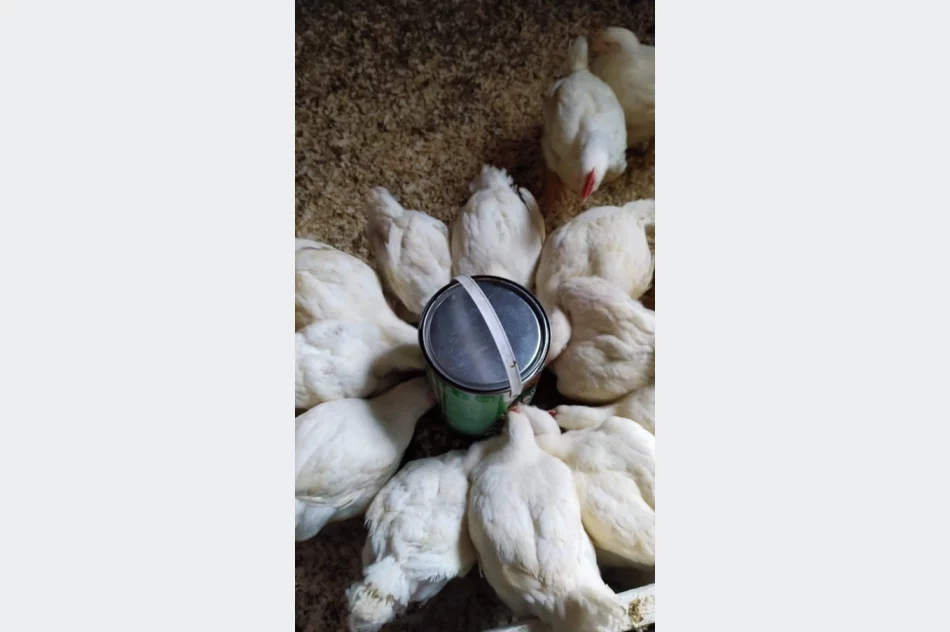 Uczniowie i ich wynalazki  - zdjęcie 13