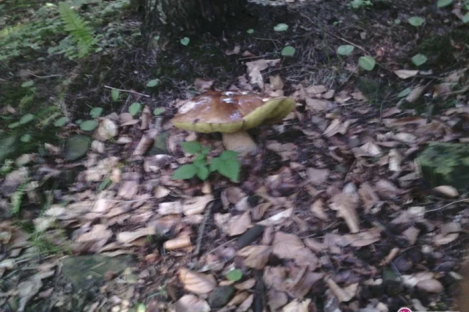 Prawdziwek ważył ponad 2 kg - zdjęcie 2