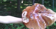Prawdziwek ważył ponad 2 kg - zdjęcie 3