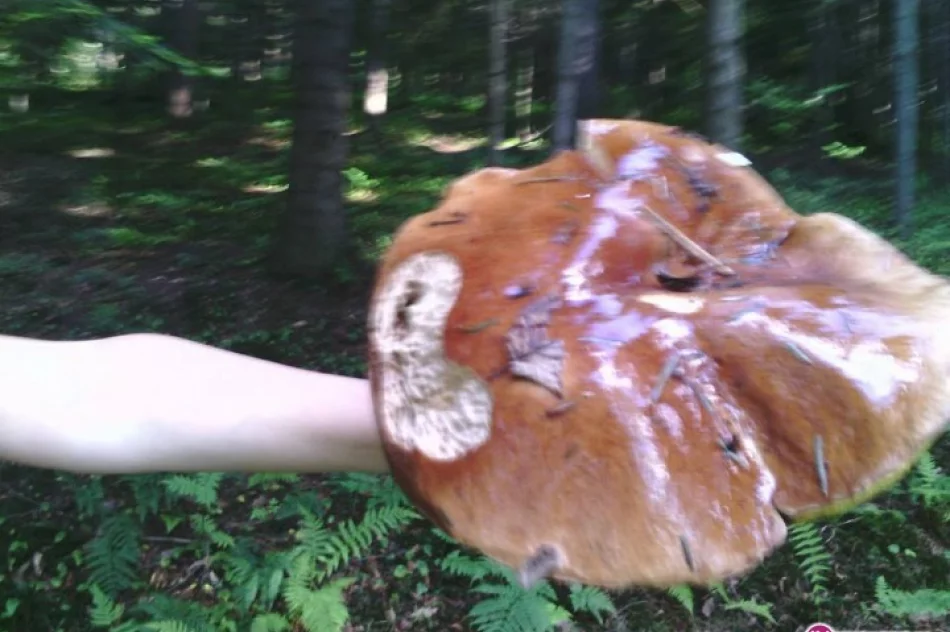 Prawdziwek ważył ponad 2 kg - zdjęcie 3