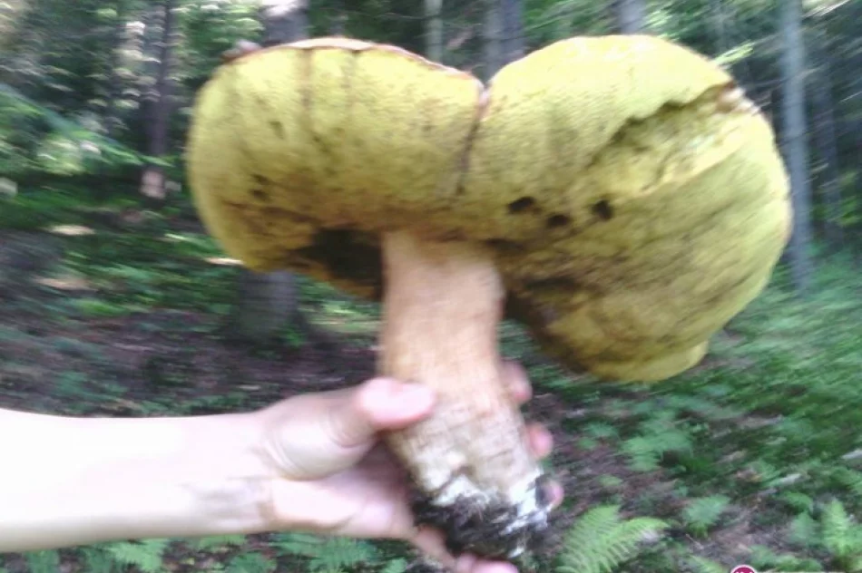 Prawdziwek ważył ponad 2 kg - zdjęcie 4