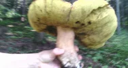 Prawdziwek ważył ponad 2 kg - zdjęcie 4