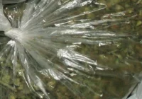 CBŚ zlikwidowało nieleganą uprawę konopi - zdjęcie główne