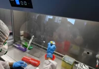 SARS-CoV-2 modyfikuje kolec, aby uzyskać bardziej zakaźne i oporne warianty - zdjęcie główne