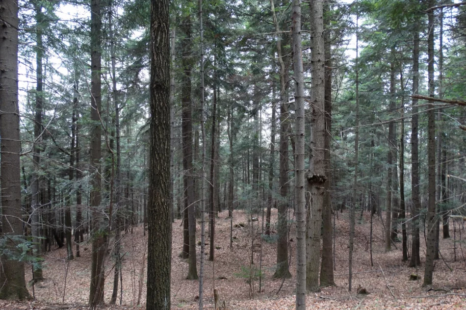 Tajemnica zaginionej wsi Janina - zdjęcie 3