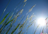 Ostrzeżenie: trzy dni upałów - zdjęcie główne