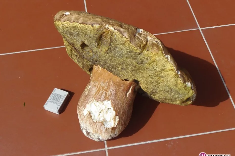 Znalazł borowika ważącego ponad 1,5 kg! - zdjęcie 2