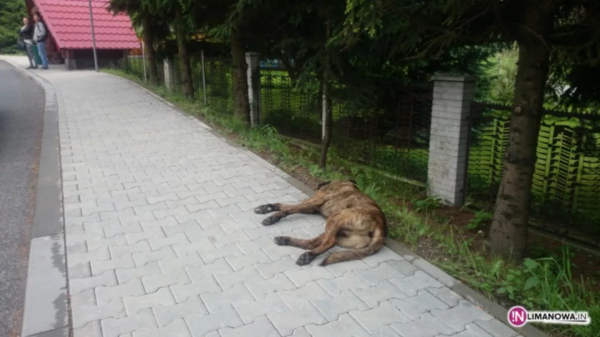 Martwy pies dwa dni leżał na chodniku