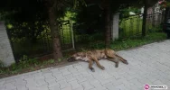 Martwy pies dwa dni leżał na chodniku - zdjęcie 2