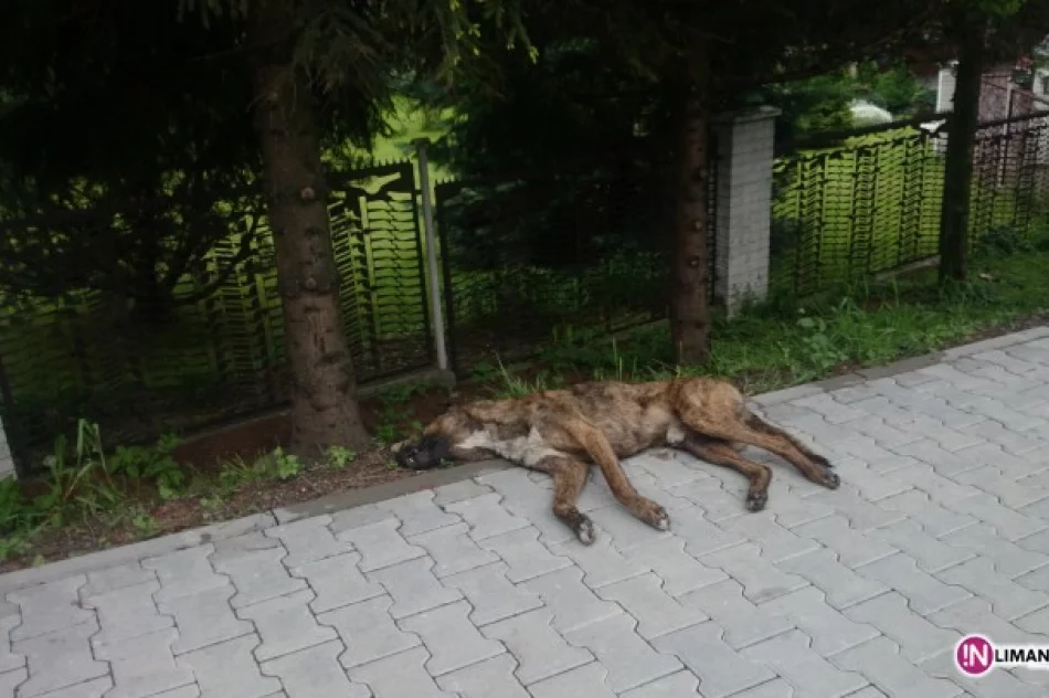 Martwy pies dwa dni leżał na chodniku - zdjęcie 2