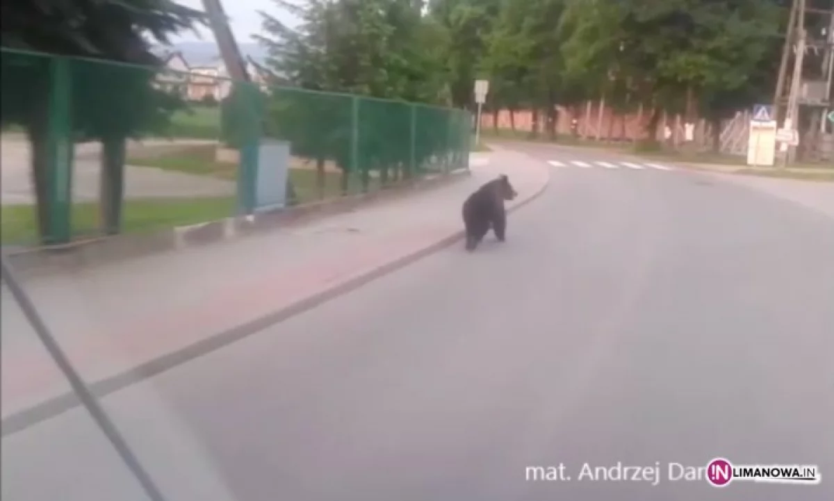 Niedźwiedź spacerował po ulicach Gołkowic