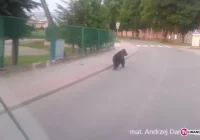 Niedźwiedź spacerował po ulicach Gołkowic - zdjęcie główne