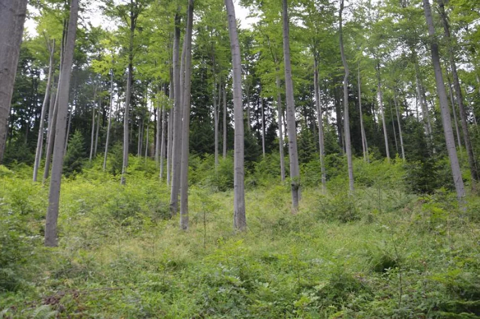 Zielony szlak wreszcie czysty - zdjęcie 7