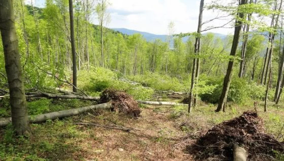 Zniszczone 44 hektary lasu - zdjęcie 1