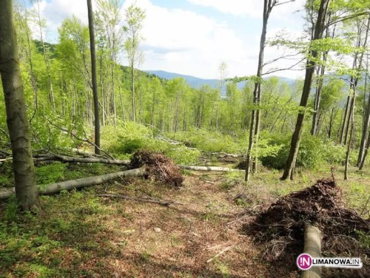 Zniszczone 44 hektary lasu