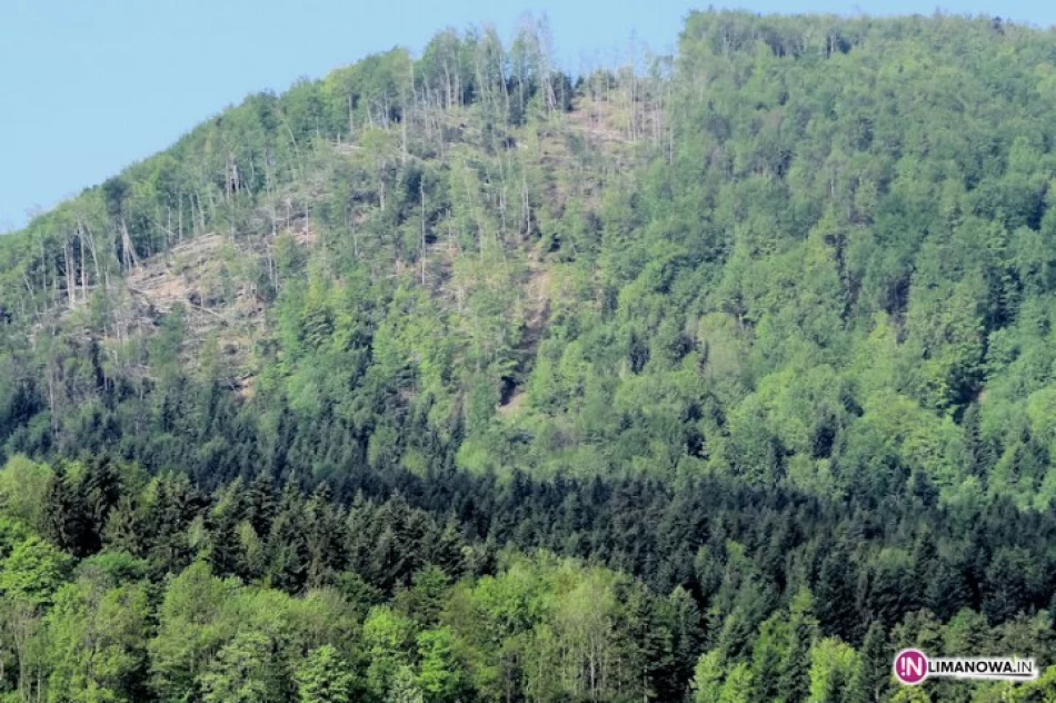 Zniszczone 44 hektary lasu - zdjęcie 2