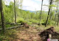 Ciężki stan mężczyzny uderzonego przez drzewo - zdjęcie główne