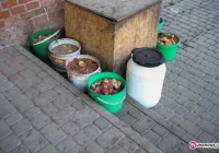 Resztki jedzenia oraz szczury - zdjęcie główne