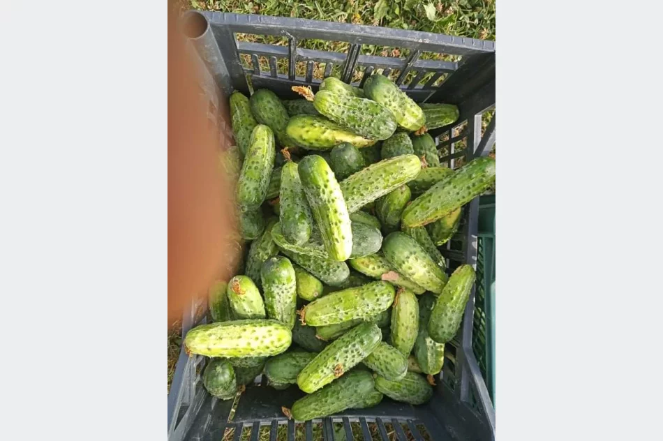 Ogórek gruntowy - zdjęcie 2