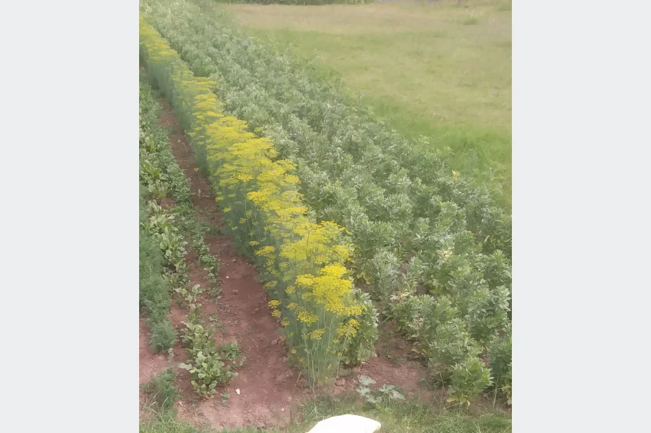 Ogórek gruntowy - zdjęcie 3