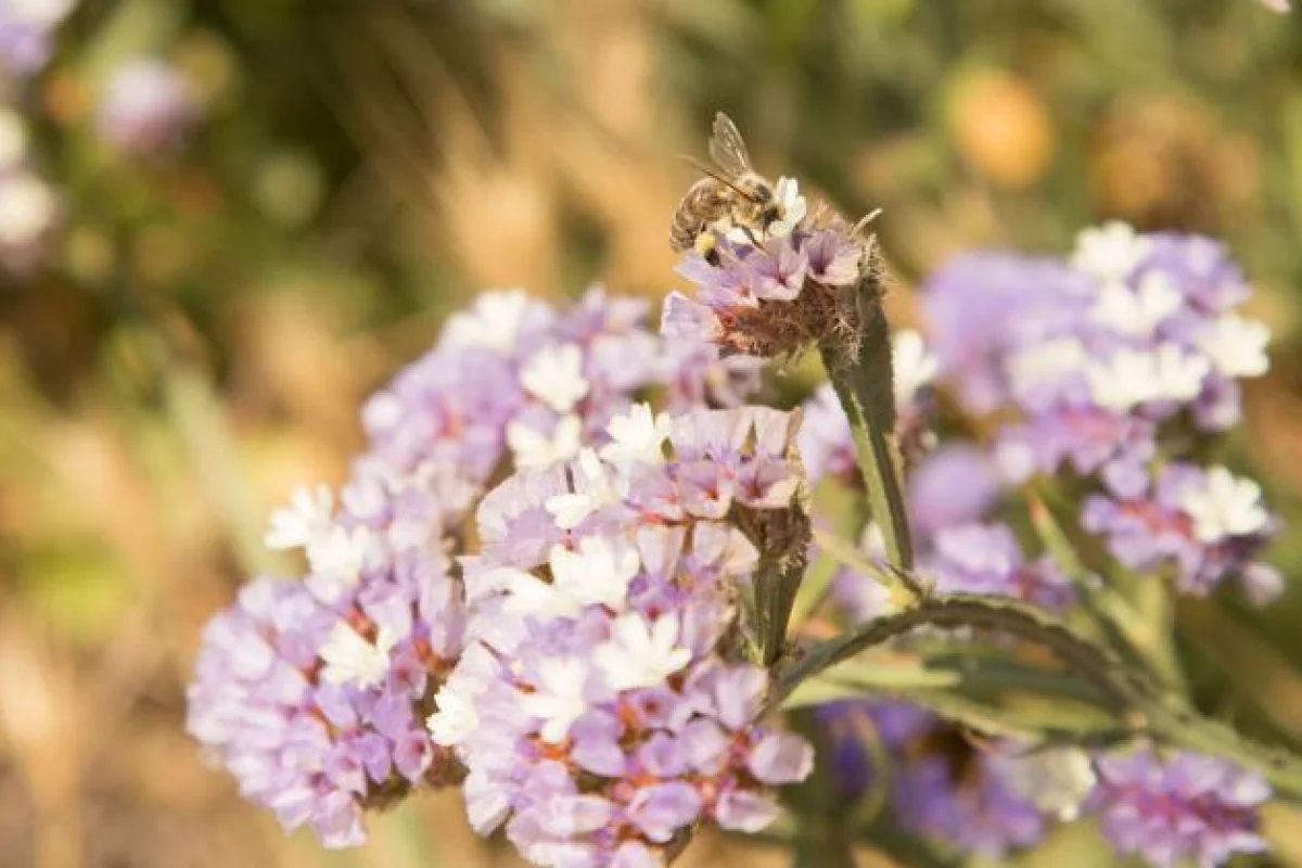 Pszczoły i zapylacze zagrożone