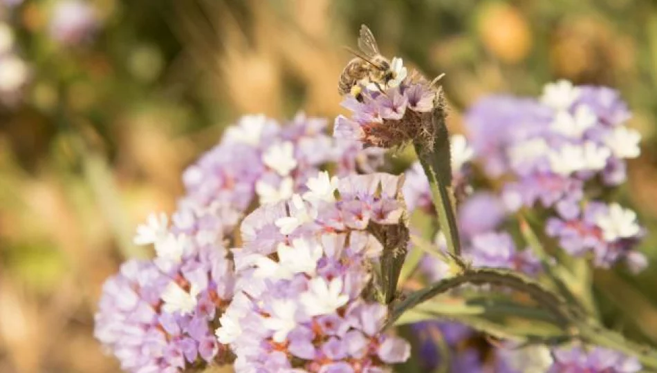 Pszczoły i zapylacze zagrożone - zdjęcie 1