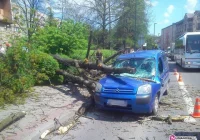 Drzewo spadło na samochód (wideo) - zdjęcie główne