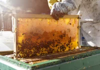 Na Limanowszczyźnie powstaje szlak miodu - zdjęcie główne