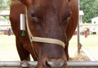 Krowy i jabłko na rondzie? Pomysł odrzucony - zdjęcie główne