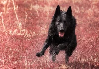 Owczarek niemiecki - ile waży? Co lubią te psy? Czy podlegają próbom pracy? - zdjęcie główne