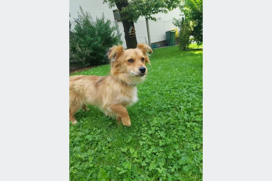 Poszukiwanie właściciela psa - zdjęcie 2