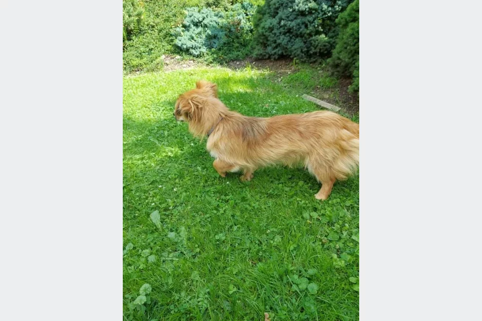 Poszukiwanie właściciela psa - zdjęcie 3