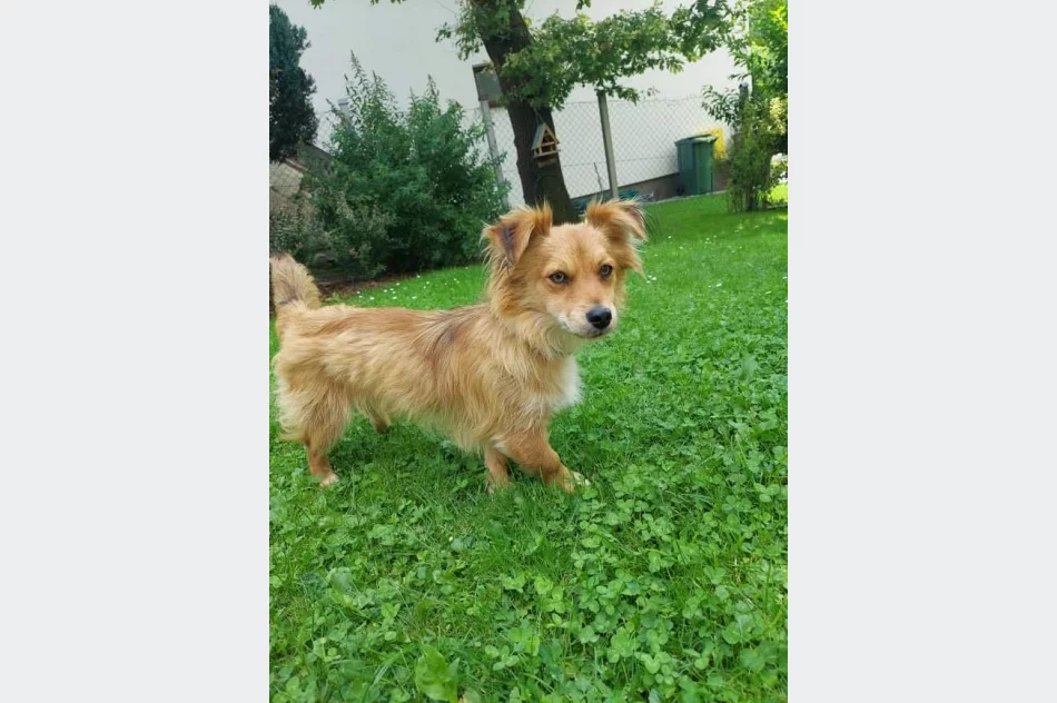 Poszukiwanie właściciela psa - zdjęcie 4