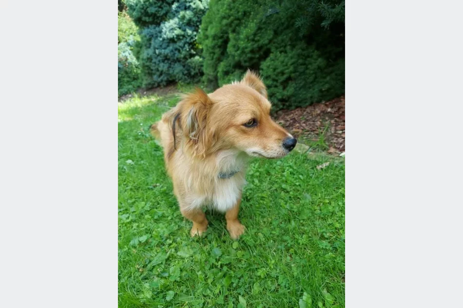 Poszukiwanie właściciela psa - zdjęcie 5