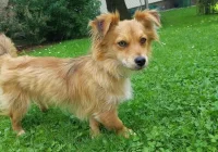 Poszukiwanie właściciela psa - zdjęcie główne