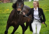 I Puchar w Rajdzie Konnym - wyniki - zdjęcie główne